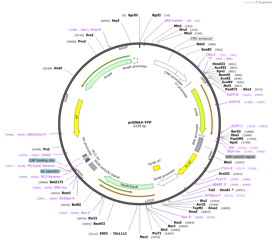 13033-plasmid-map-sequence-id-210331