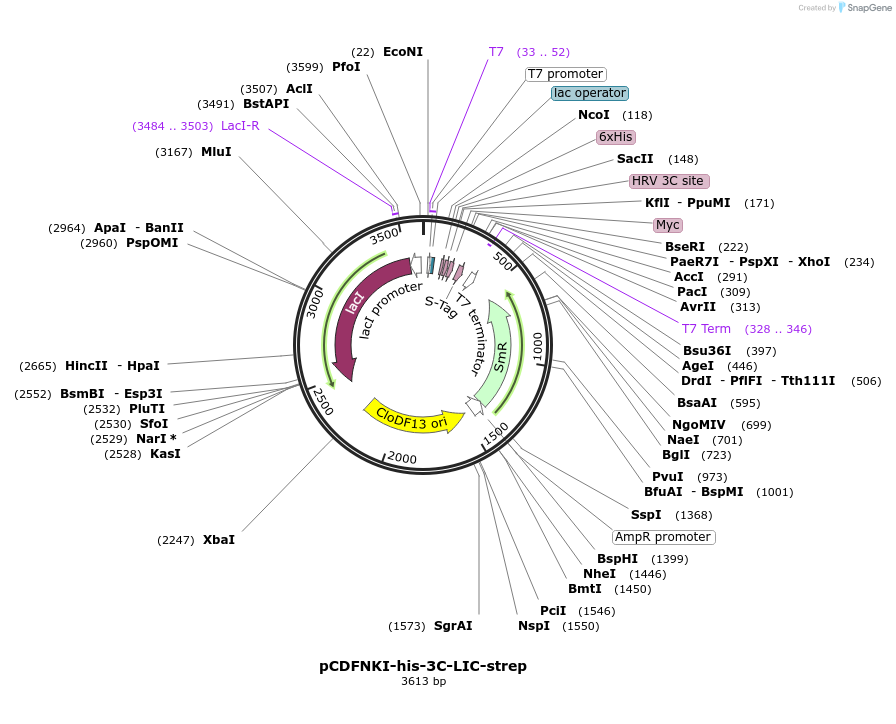 108705-plasmid-map-sequence-id-210396
