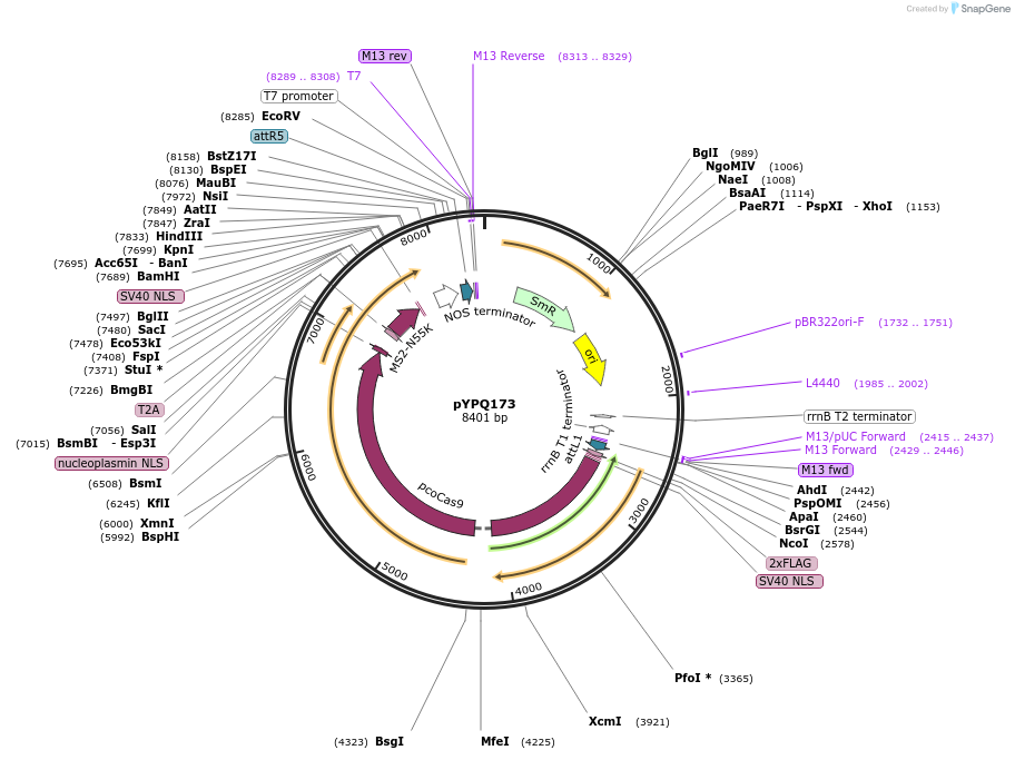 99907-plasmid-map-sequence-id-210432