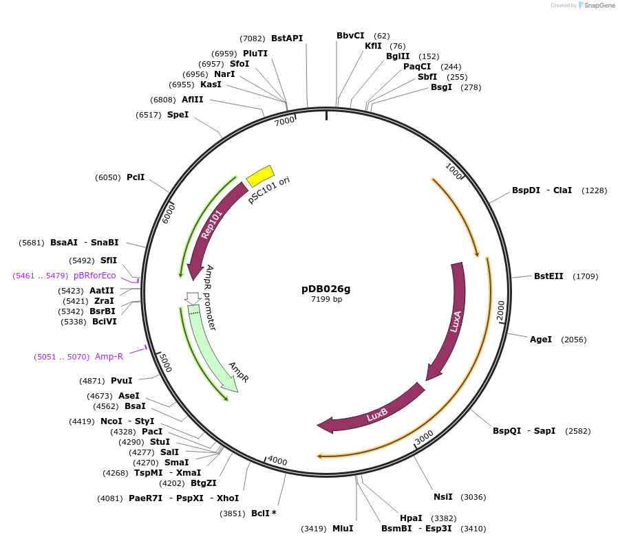 109263-plasmid-map-sequence-id-210480