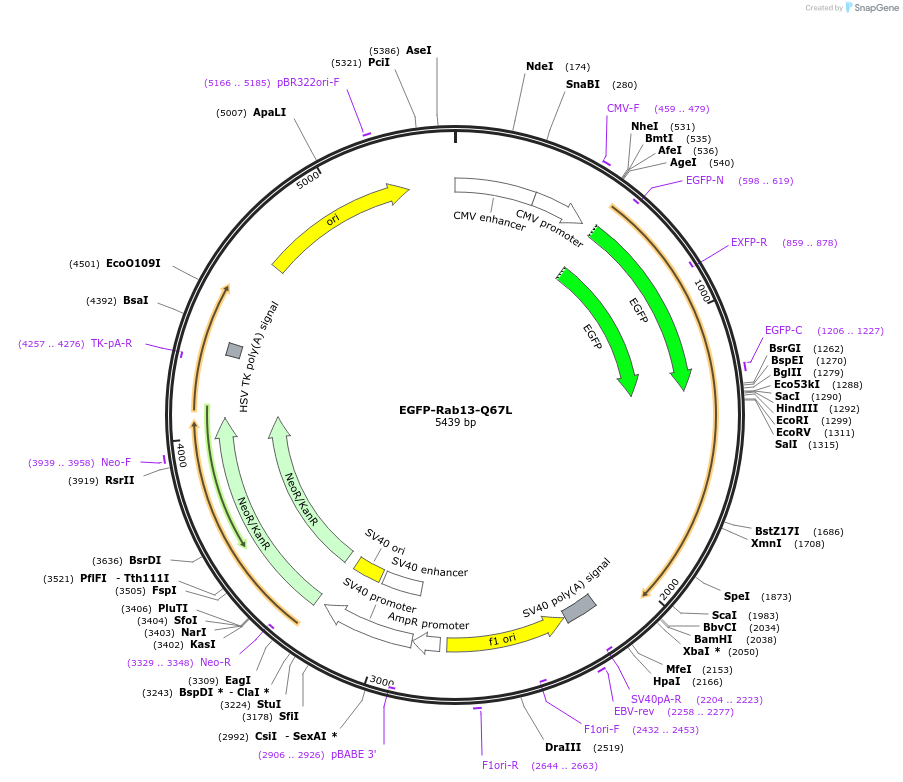 110502-plasmid-map-sequence-id-210501
