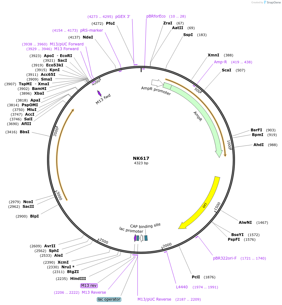 109095-plasmid-map-sequence-id-210515