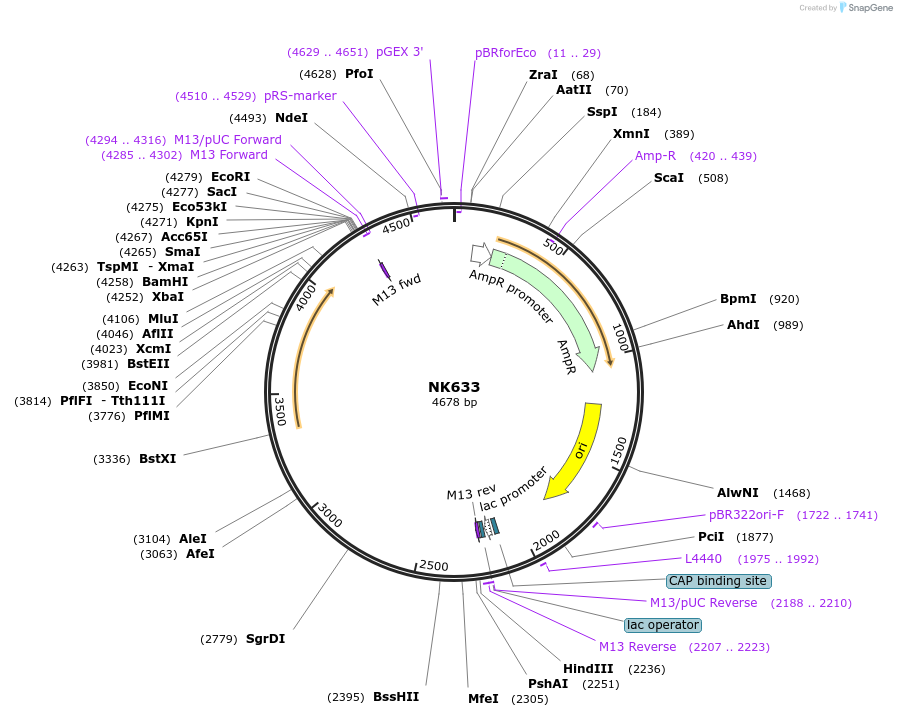 109097-plasmid-map-sequence-id-210521