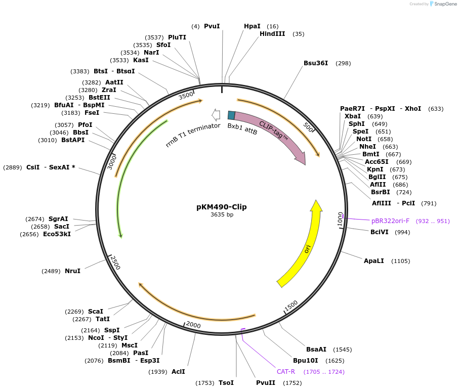 109281-plasmid-map-sequence-id-210529