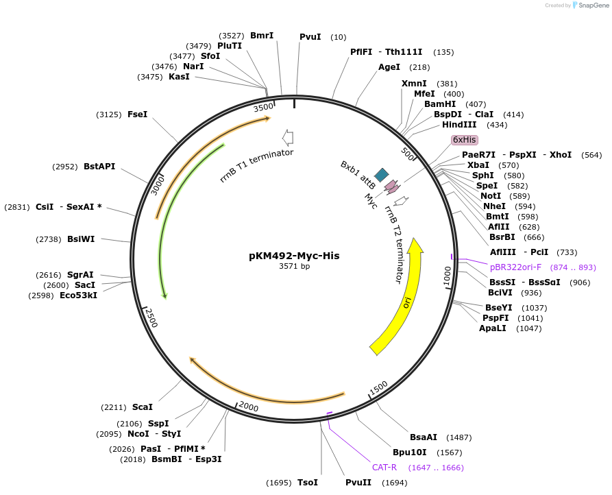 109283-plasmid-map-sequence-id-210531