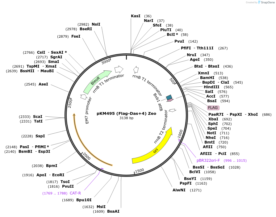 109284-plasmid-map-sequence-id-210532