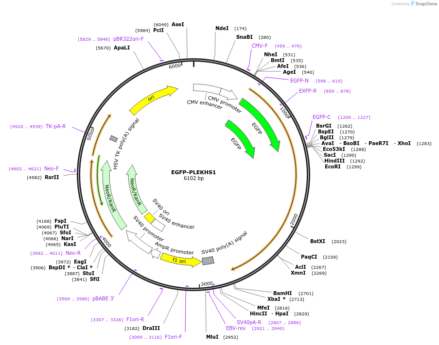 110509-plasmid-map-sequence-id-210550