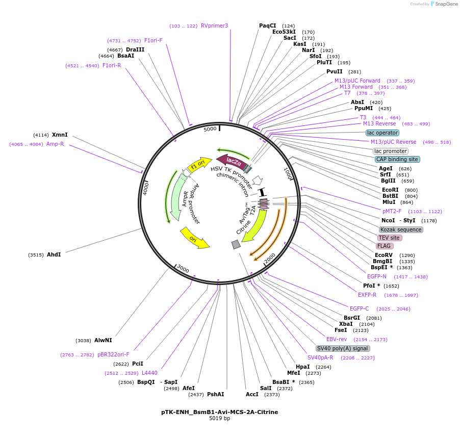 110204-plasmid-map-sequence-id-210553