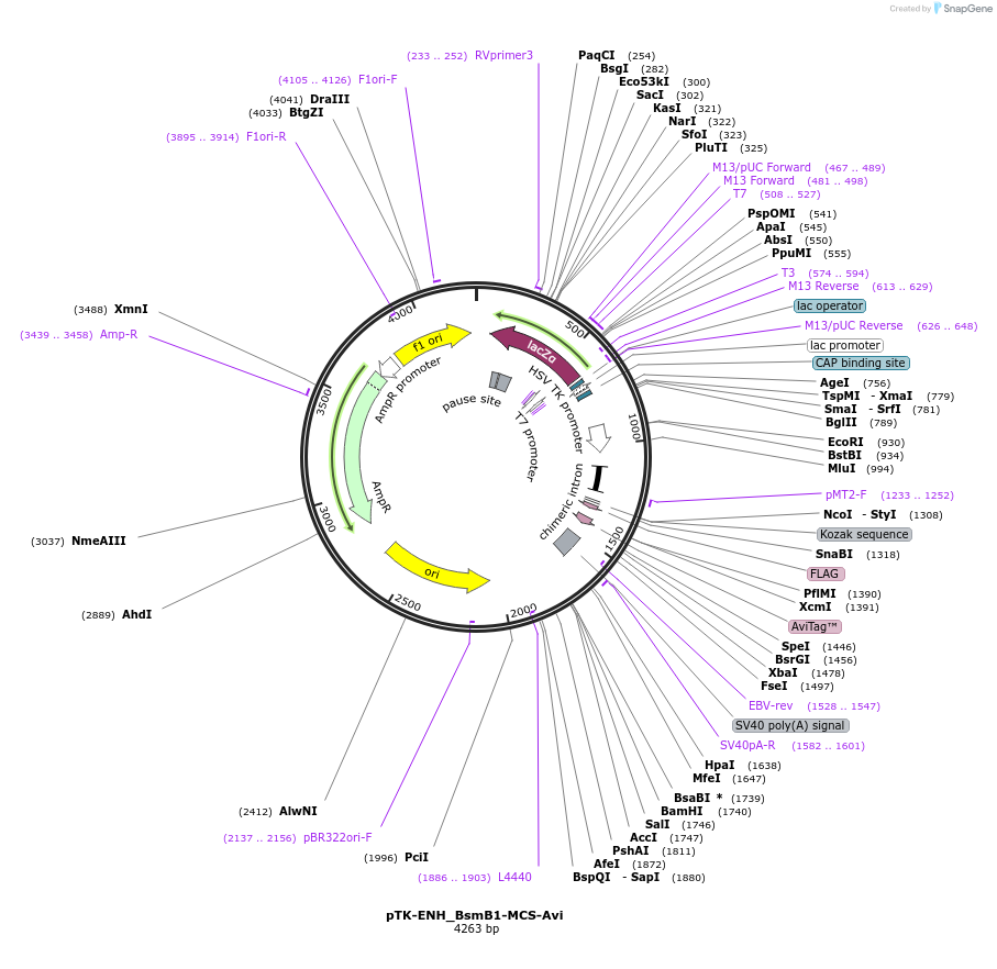 110205-plasmid-map-sequence-id-210554