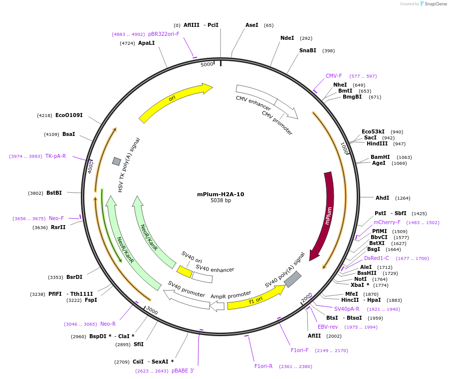 55974-plasmid-map-sequence-id-210573