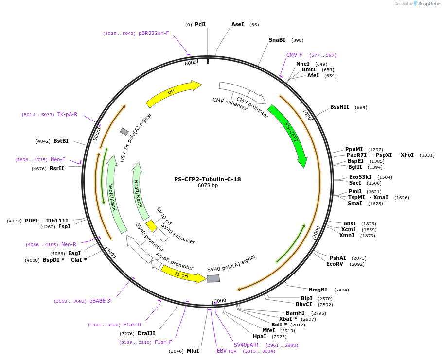 57252-plasmid-map-sequence-id-210620