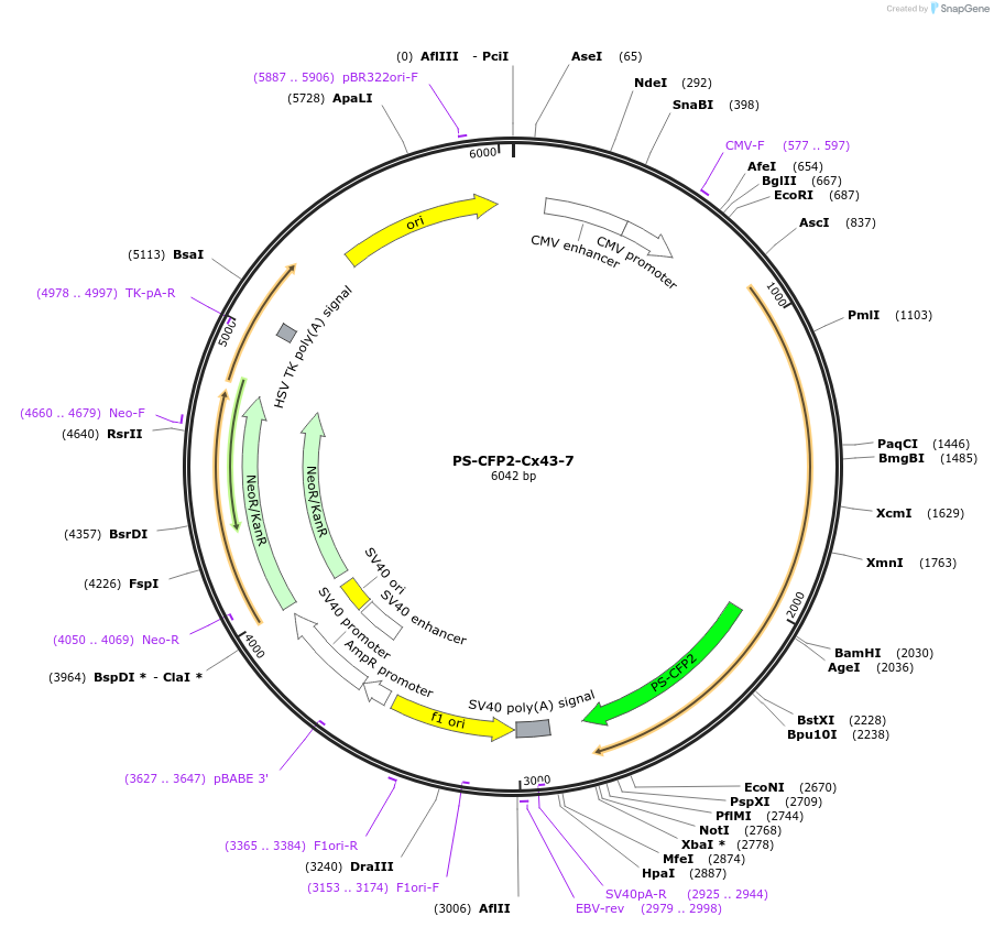 57224-plasmid-map-sequence-id-210622