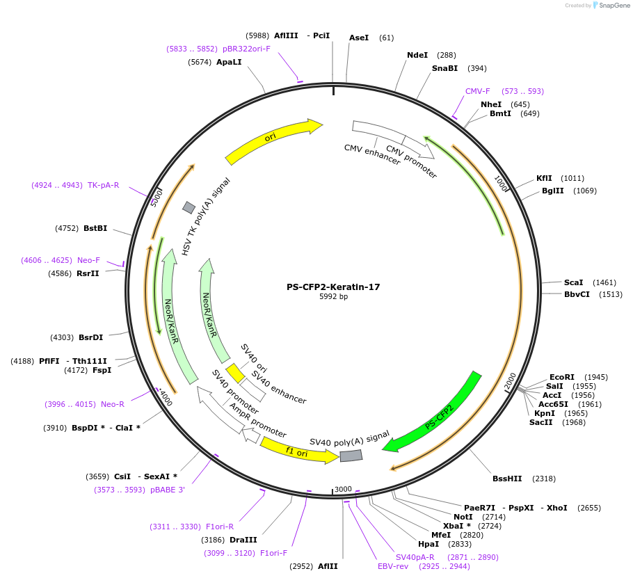 57233-plasmid-map-sequence-id-210651