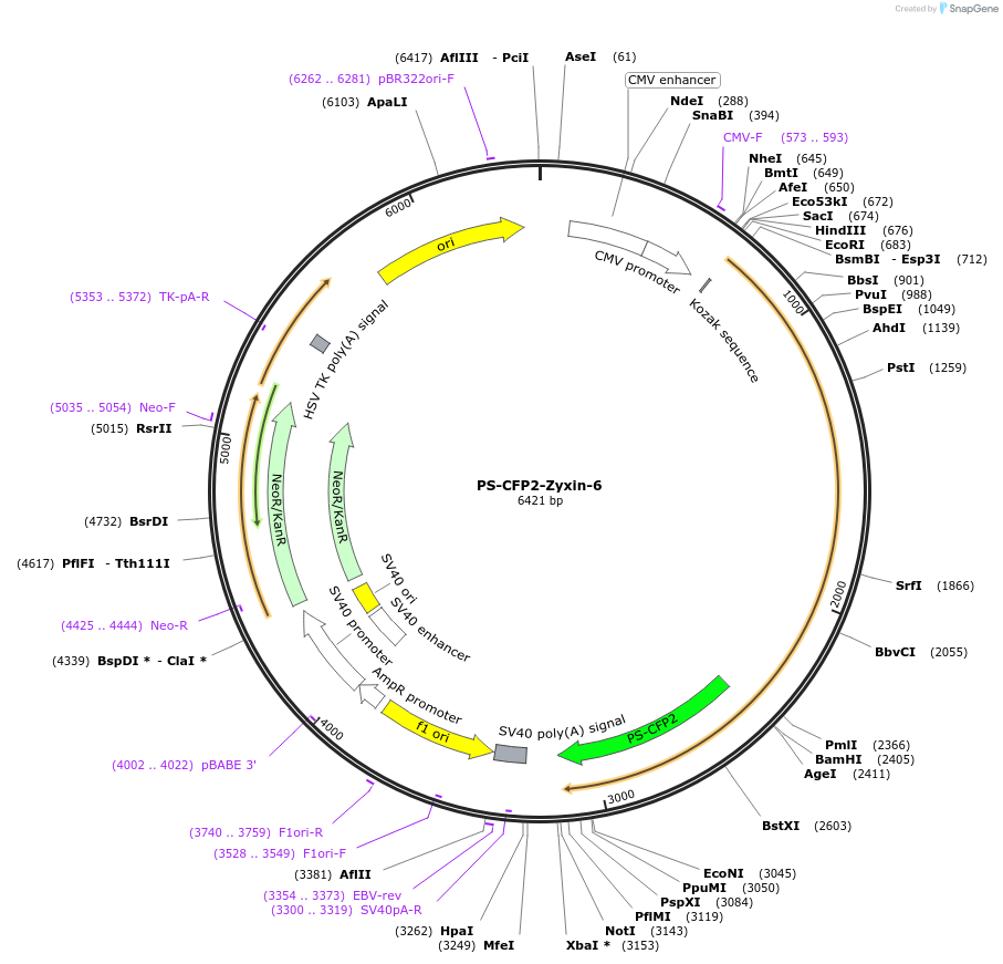 57256-plasmid-map-sequence-id-210653