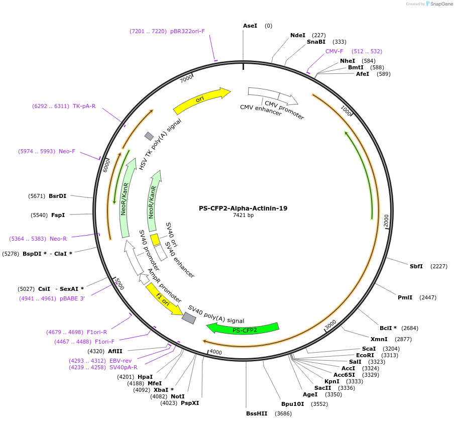57211-plasmid-map-sequence-id-210656
