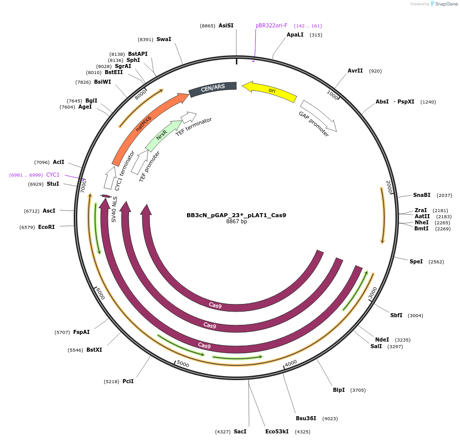 104906-plasmid-map-sequence-id-210667