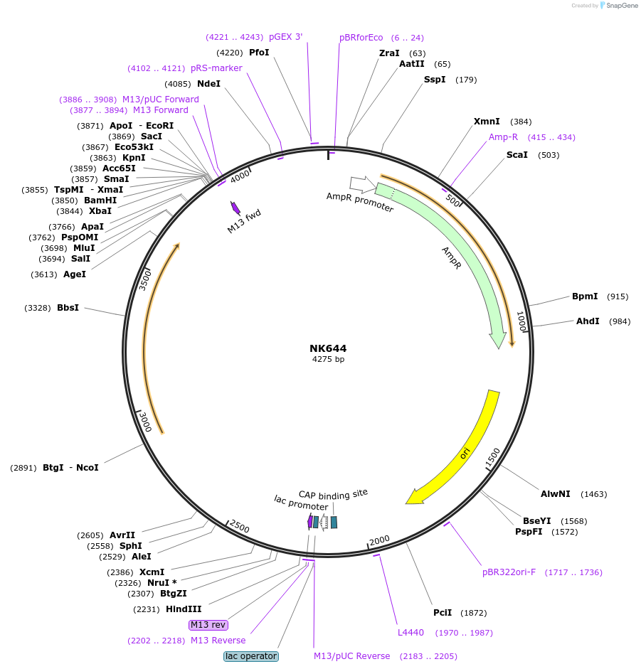 109096-plasmid-map-sequence-id-210669