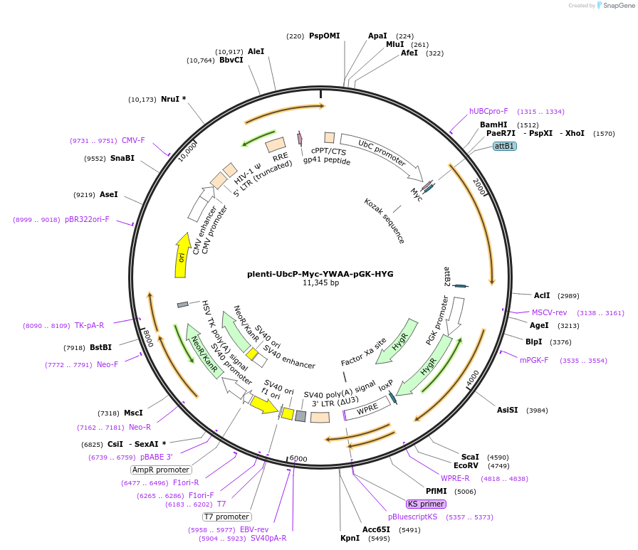 107377-plasmid-map-sequence-id-210678