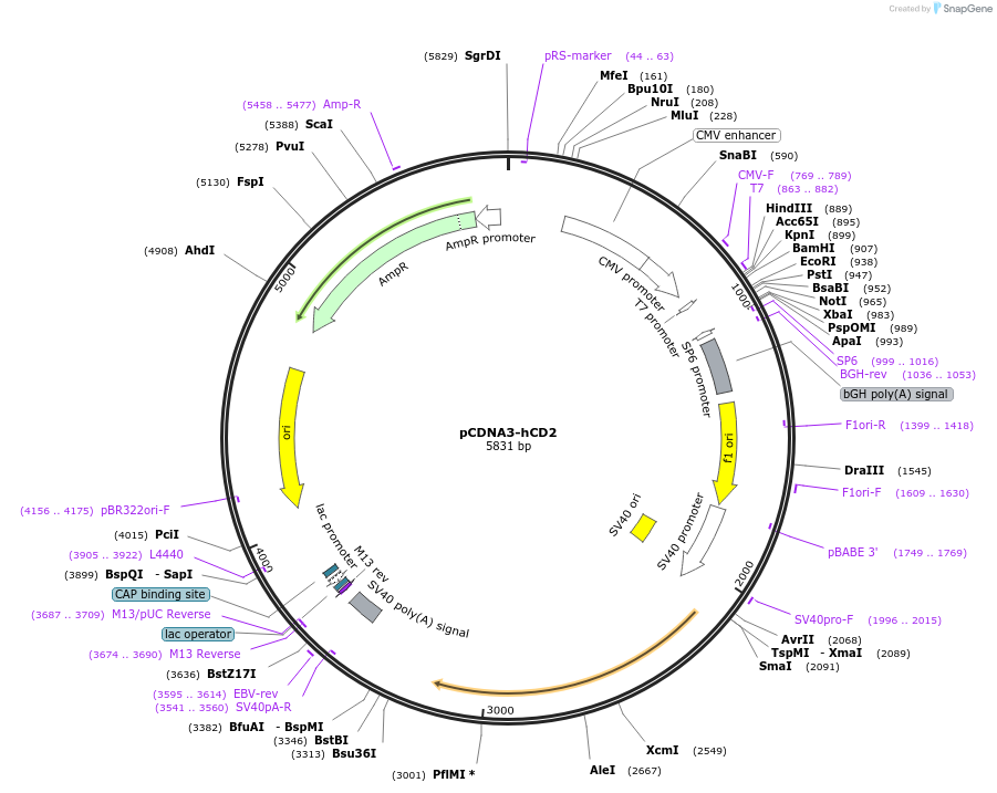 21810-plasmid-map-sequence-id-210680
