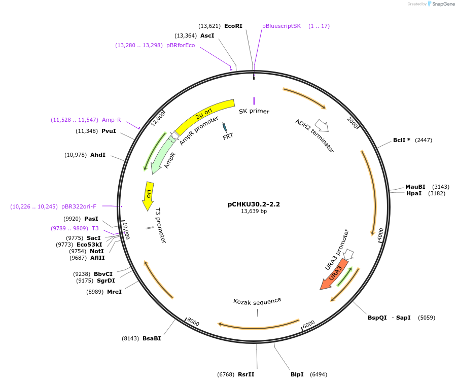 110663-plasmid-map-sequence-id-210693