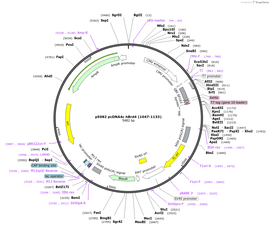 14458-plasmid-map-sequence-id-210695