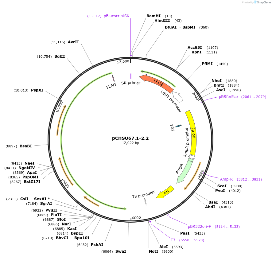 110679-plasmid-map-sequence-id-210700