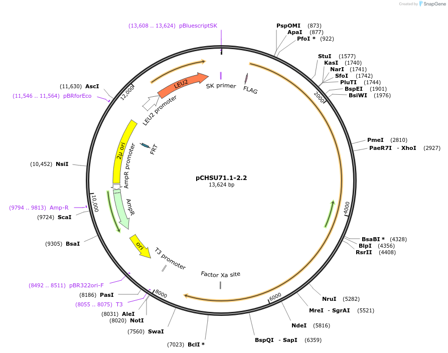 110684-plasmid-map-sequence-id-210703