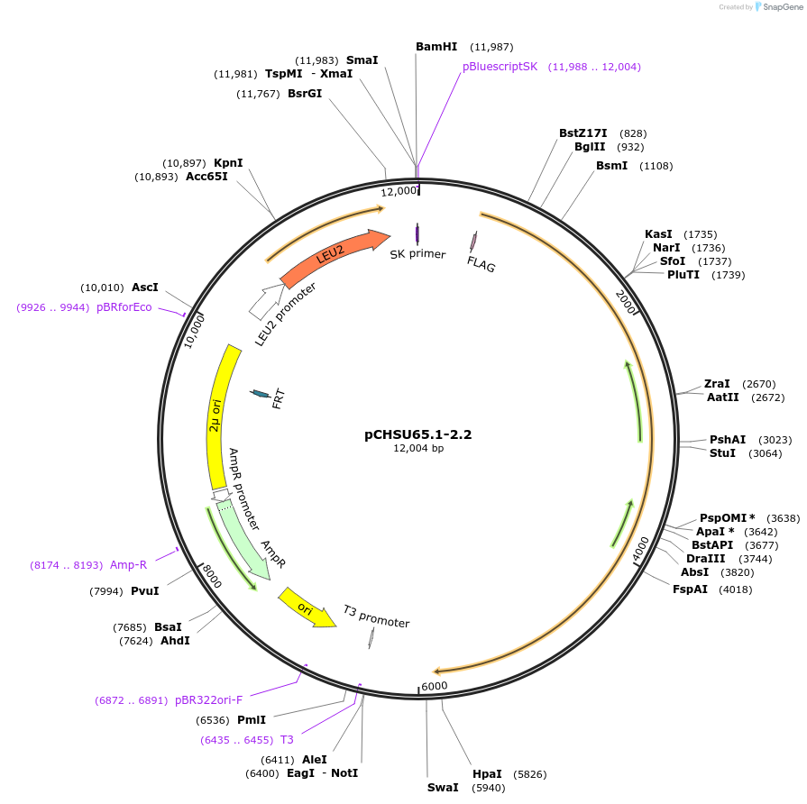 110677-plasmid-map-sequence-id-210705