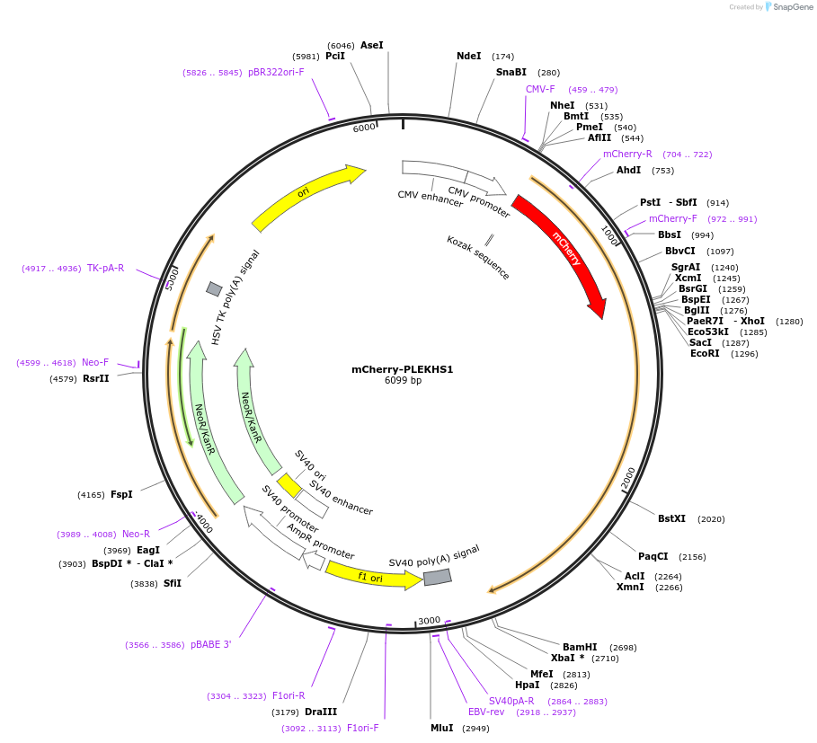 110510-plasmid-map-sequence-id-210717