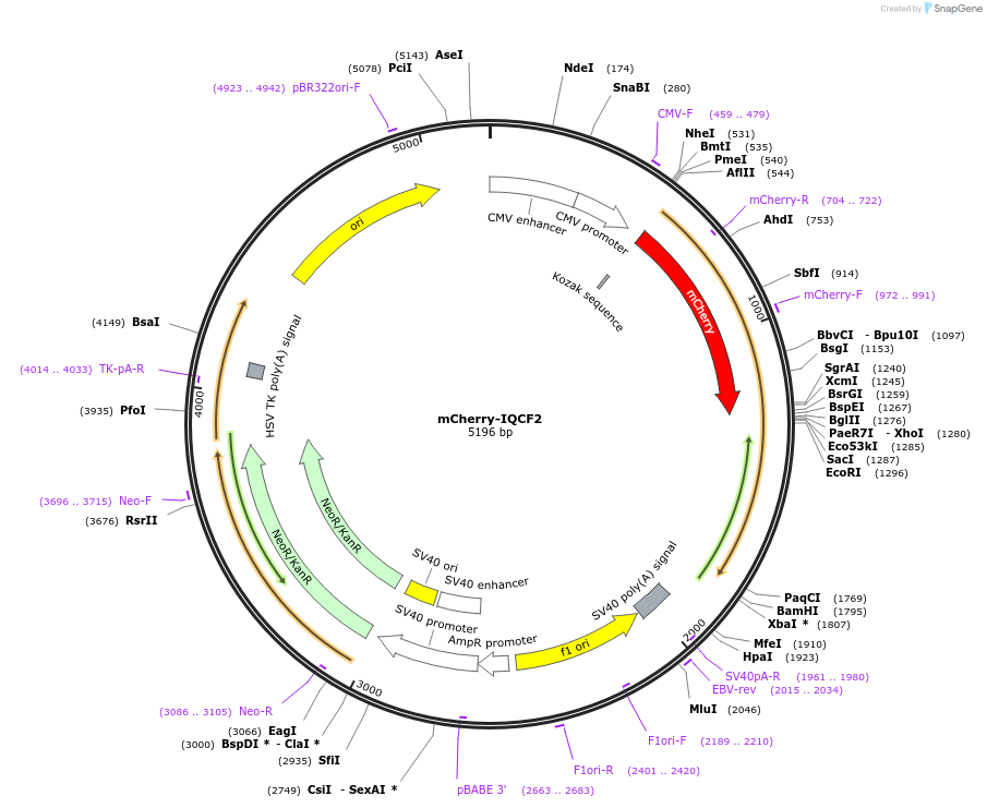 110508-plasmid-map-sequence-id-210718