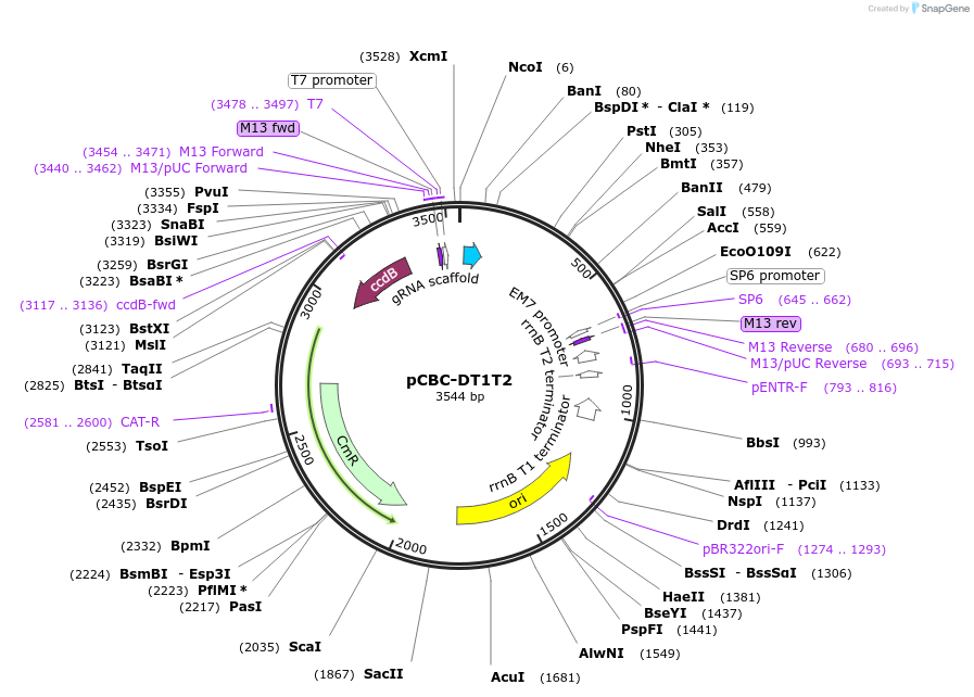 50590-plasmid-map-sequence-id-210724