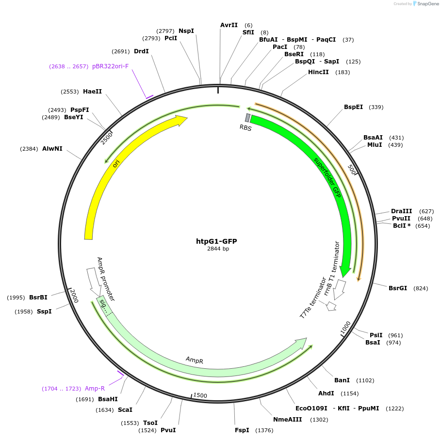 109387-plasmid-map-sequence-id-210728