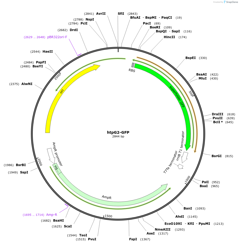 109388-plasmid-map-sequence-id-210731
