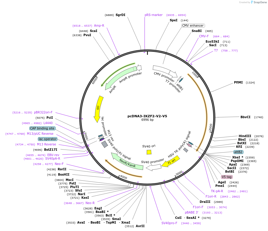 107391-plasmid-map-sequence-id-210744