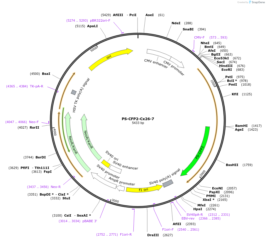 57222-plasmid-map-sequence-id-210748