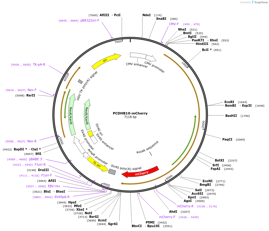 110516-plasmid-map-sequence-id-210766