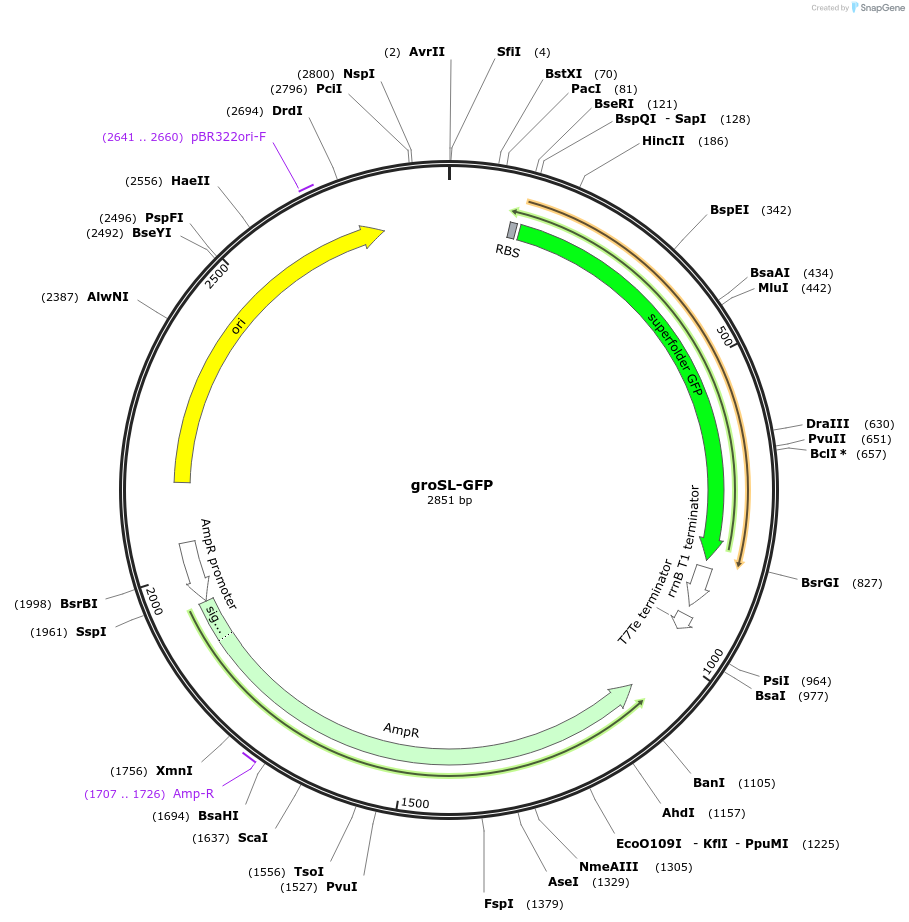 109389-plasmid-map-sequence-id-210771