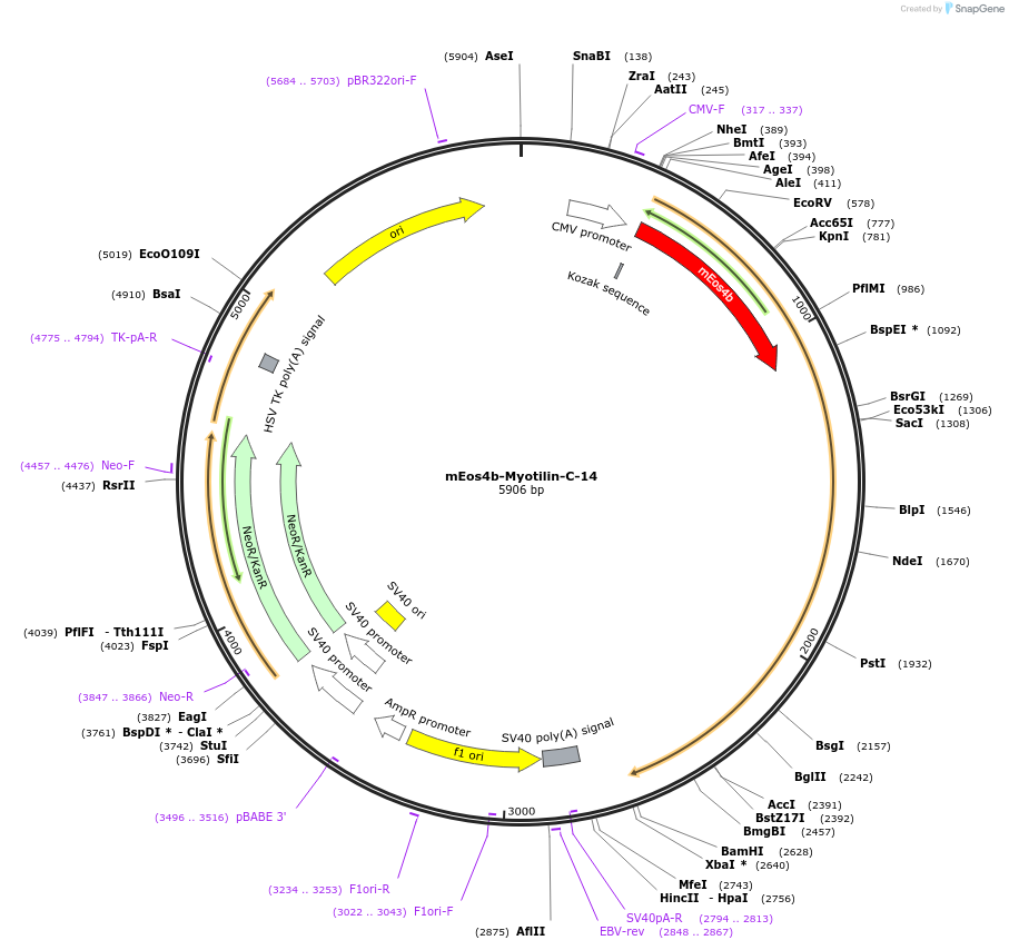 57515-plasmid-map-sequence-id-210774