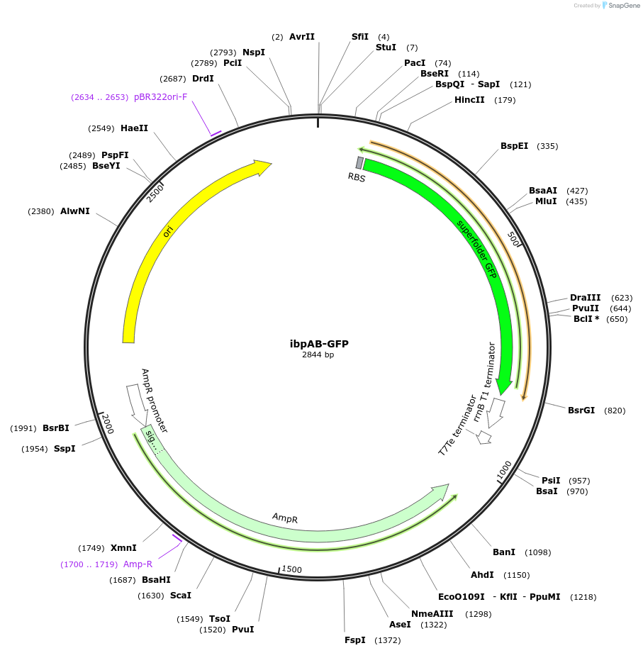 109390-plasmid-map-sequence-id-210782