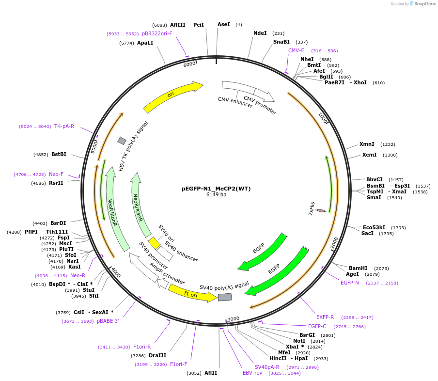 110186-plasmid-map-sequence-id-210786