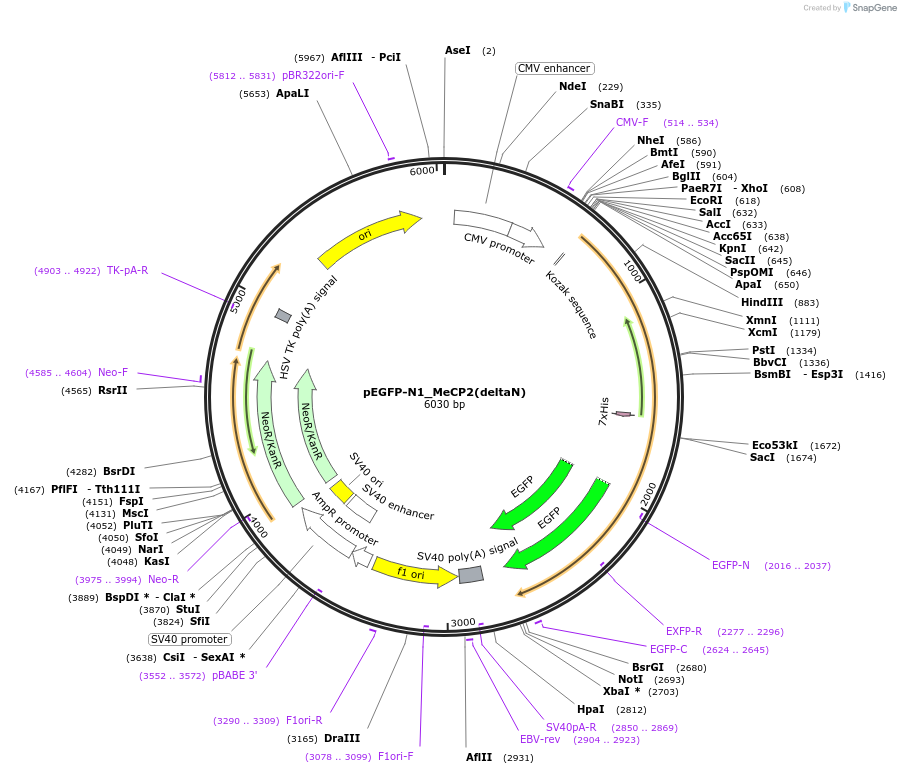 110189-plasmid-map-sequence-id-210793