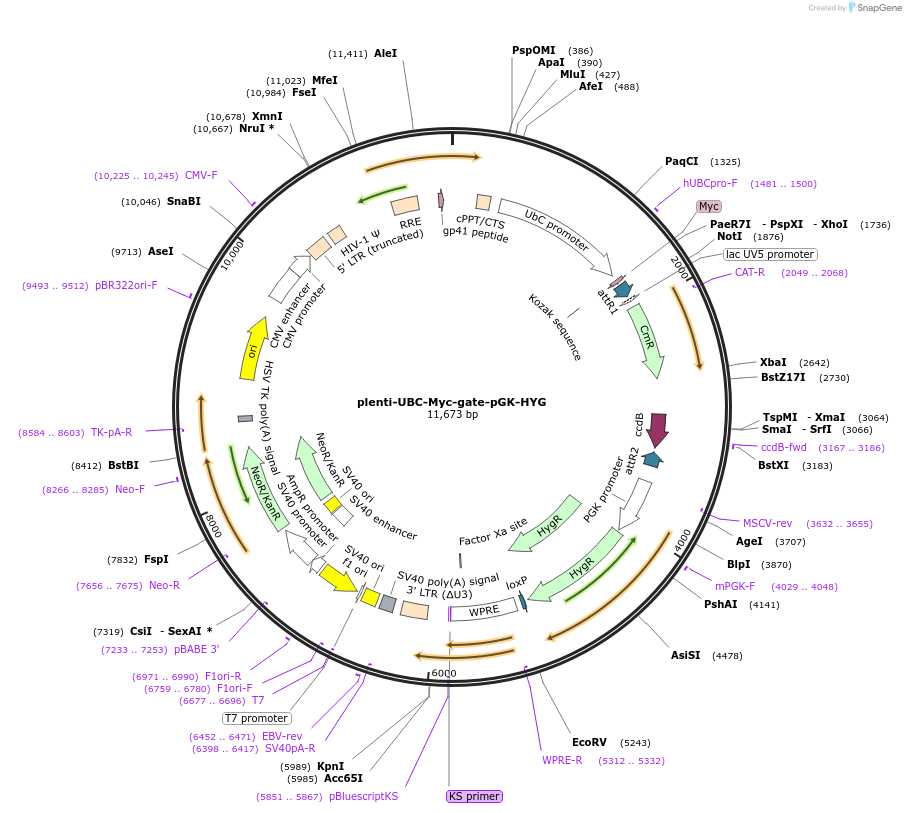 107395-plasmid-map-sequence-id-210794