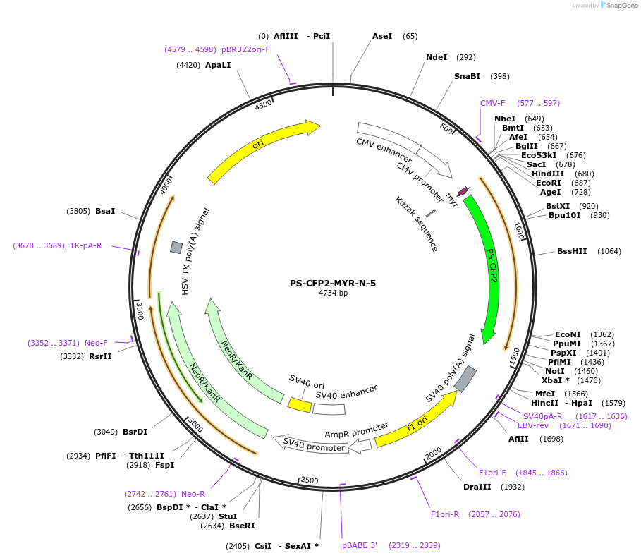 62795-plasmid-map-sequence-id-210800