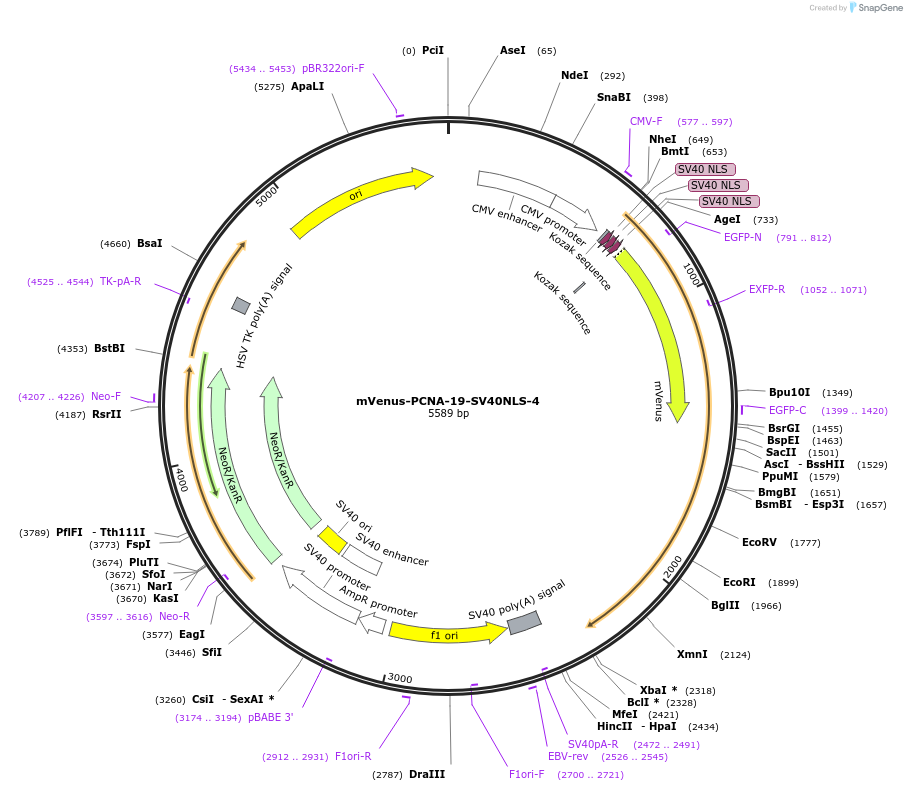 56621-plasmid-map-sequence-id-210810