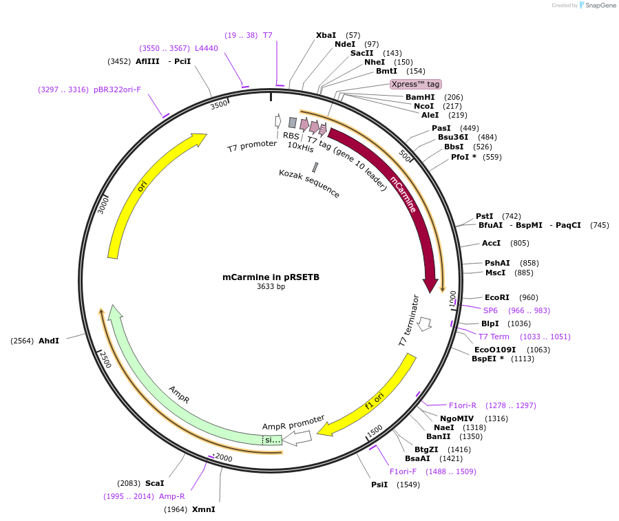 109484-plasmid-map-sequence-id-210811