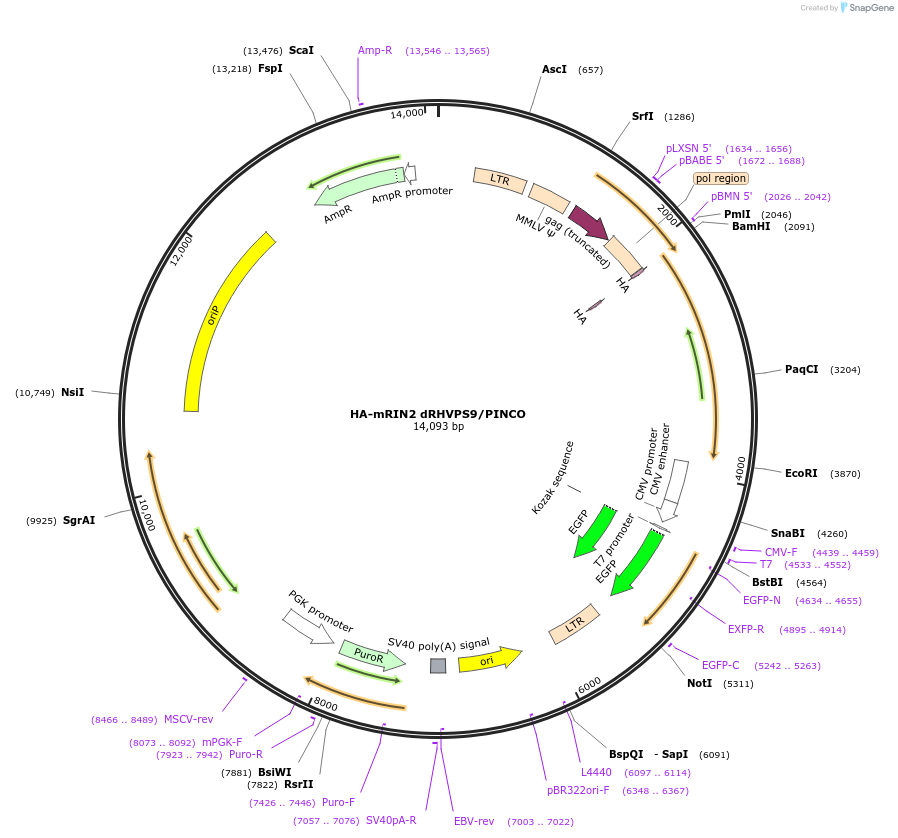 108939-plasmid-map-sequence-id-210844