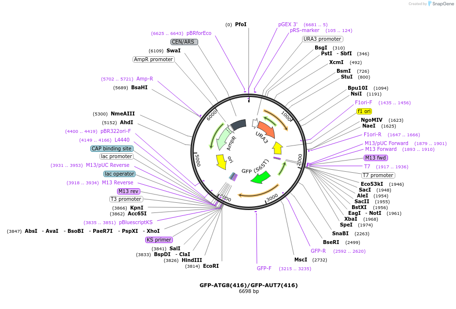 49425-plasmid-map-sequence-id-210857