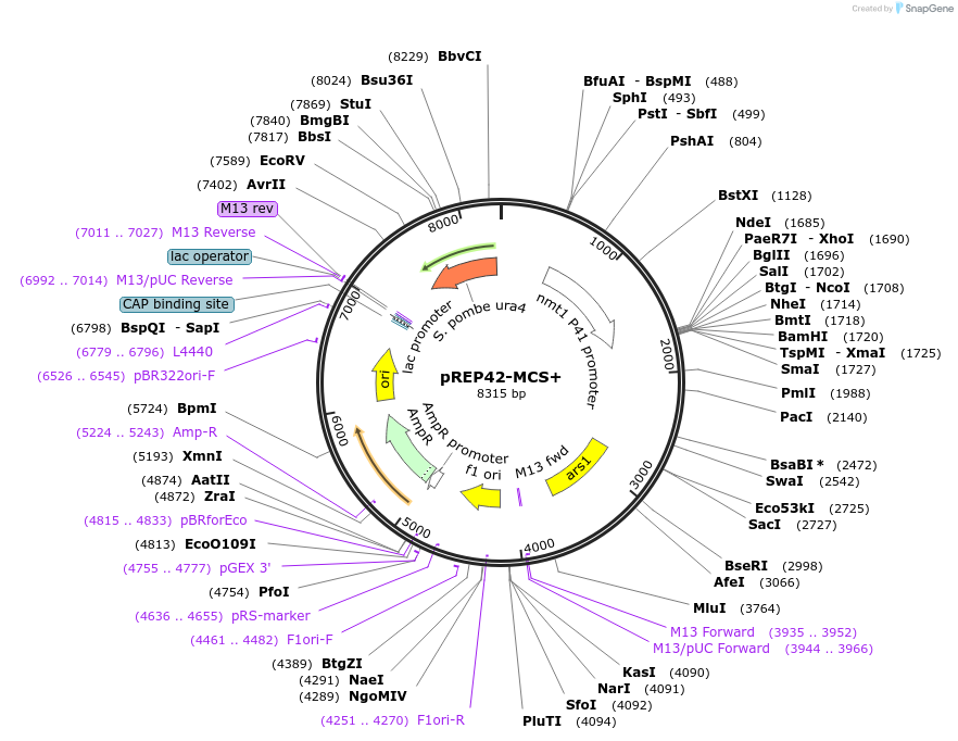 52691-plasmid-map-sequence-id-210876