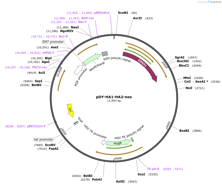 109123-plasmid-map-sequence-id-210882