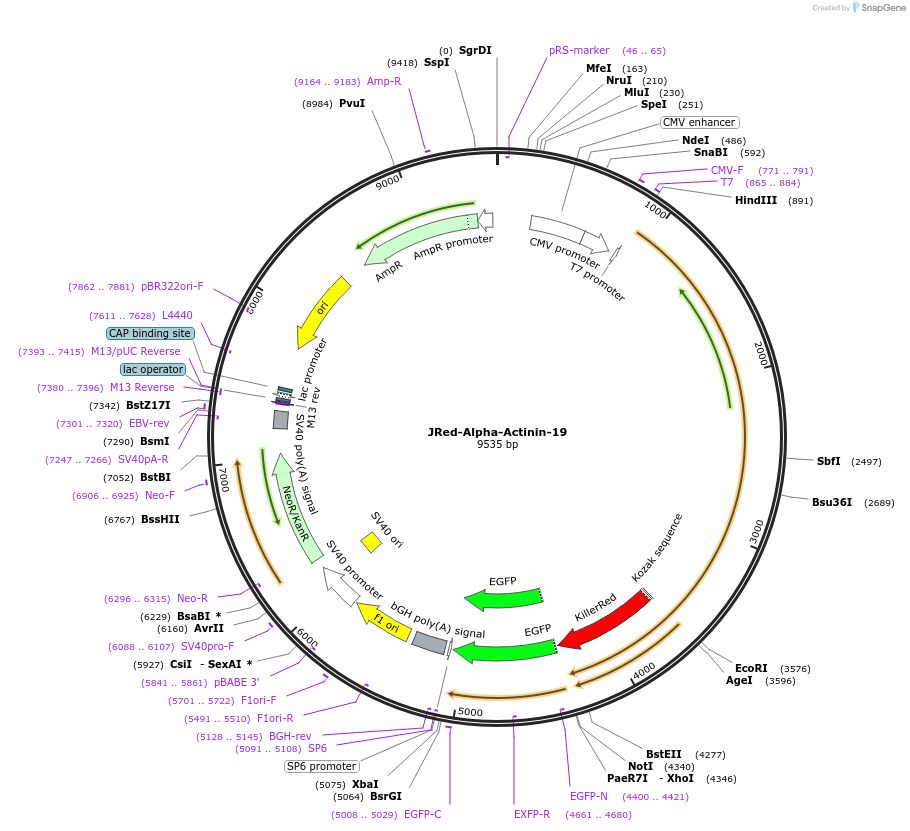 55927-plasmid-map-sequence-id-210883
